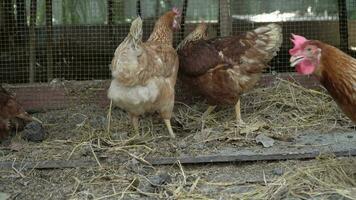 gruppo di il gallina mangiare cibo su il pavimento in giro il pollo azienda agricola. il concetto di agricoltura e animale bestiame biologico agricoltura video