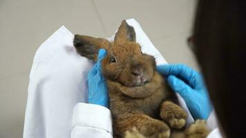 Veterinarian are carrying a rabbit on his lap and trying to open rabbit mouse and checking teeth video