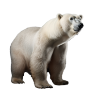 polar bear isolated on background with png