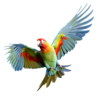 parrot isolated on background with png