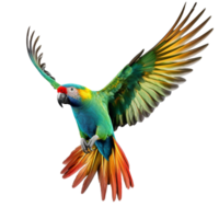 parrot isolated on background with png