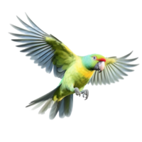 parrot isolated on background with png