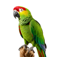 parrot isolated on background with png