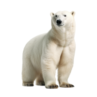 polar bear isolated on background with png