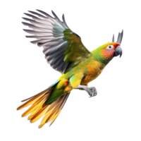 parrot isolated on background with png