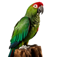 parrot isolated on background with png