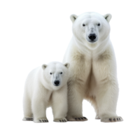 polar bear isolated on background with png