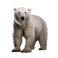 polar oso aislado en antecedentes con generativo ai png