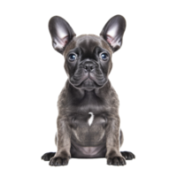 french bulldog isolated on background with png