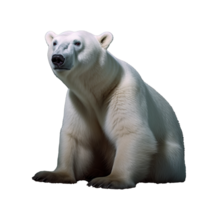 polar bear isolated on background with png