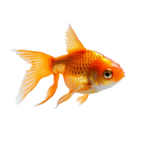 peixinho isolado em fundo com generativo ai png