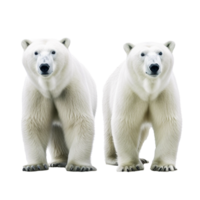 polar oso aislado en antecedentes con generativo ai png