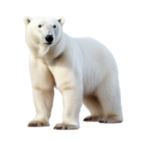 polar bear isolated on background with png