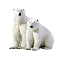 polar bear isolated on background with png