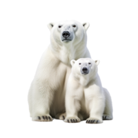 polar bear isolated on background with png