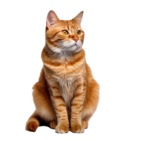 cat isolated on background with png