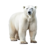 polar Urso isolado em fundo com generativo ai png