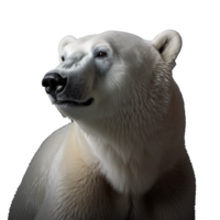 polar bear isolated on background with png