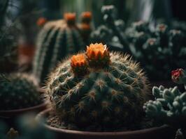 Miniature home flowers succulents and cactus in the garden Created with technology photo