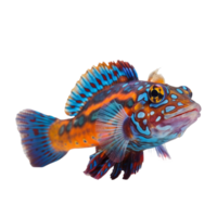 Mandarin Fisch isoliert auf transparent Hintergrund, erstellt mit generativ ai png