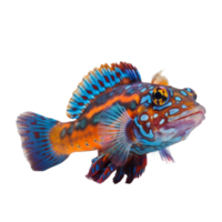 Mandarin fish isolated on transparent background, created with png