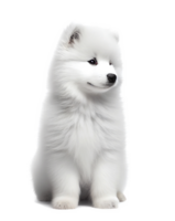 Fluffy small samoyed dog isolated on transparent background, created with png
