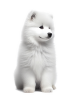 flauschige klein samoyed Hund isoliert auf transparent Hintergrund, erstellt mit generativ ai png