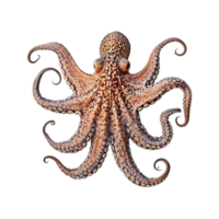 pulpo aislado en transparente fondo, creado con generativo ai png