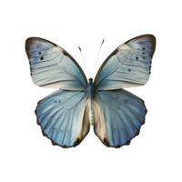 Flat lay view of the blue butterfly on transparent background, created with png