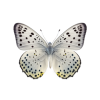 piatto posare Visualizza di il farfalla su trasparente sfondo, creato con generativo ai png