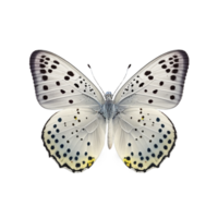 eben legen Aussicht von das Schmetterling auf transparent Hintergrund, erstellt mit generativ ai png