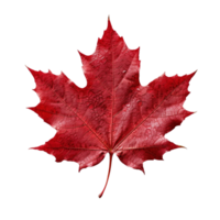 Red maple leaf isolated on transparent background, created with png