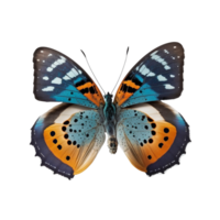 eben legen Aussicht von das Blau und Orange Schmetterling auf transparent Hintergrund, erstellt mit generativ ai png