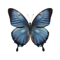 Flat lay view of the blue butterfly on transparent background, created with png