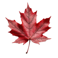 Red maple leaf isolated on transparent background, created with png