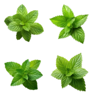 Fresh green mint leaves isolated on transparent background, created with png