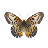 plat allonger vue de le papillon sur transparent arrière-plan, établi avec génératif ai png