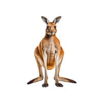 Kangaroo isolated on transparent background, created with png