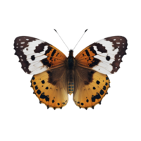 Flat lay view of the butterfly on transparent background, created with png