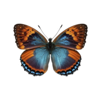 plat allonger vue de le bleu et Orange papillon sur transparent arrière-plan, établi avec génératif ai png