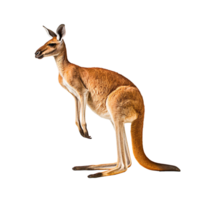 Kangaroo isolated on transparent background, created with png