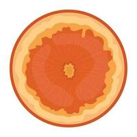 A fresh round shaped juicy fruit depicting grapefruit vector