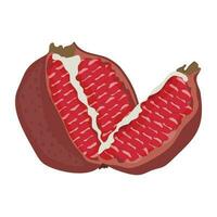 A fresh half cut piece  with small fruits in it, pomegranate vector