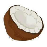 Fresh round shaped piece of a tropical fruit depicting coconut vector