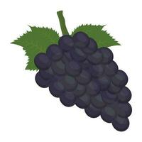 manojo de uvas con hoja representando vino uvas vector