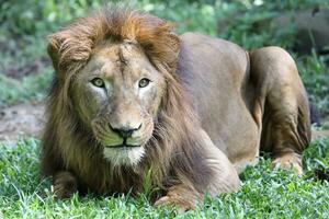 Lion at the zoo photo