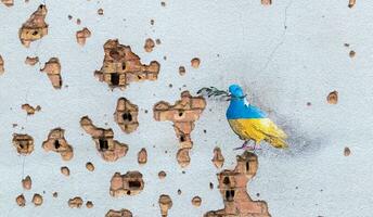 Shelled wall with a drawing of a dove in the colors of the flag of ukraine, blue and yellow. The dove is a symbol of purity, light, peace, love, the human soul. Ukraine, Kyiv - May 06, 2023. photo