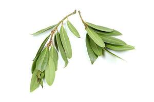 Bay leaf herb spice photo