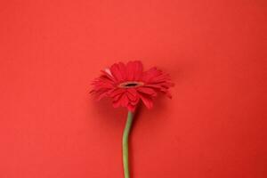 Red daisy flower on macro closeup on red background photo