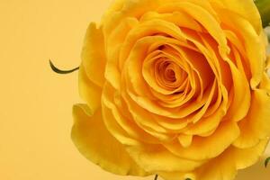 Yellow rose flower closeup macro petals circle on yellow paper background photo